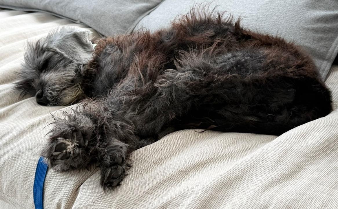 Bruce, a Adoptable Miniature Schnauzer in Brooklyn, NY image 3/6