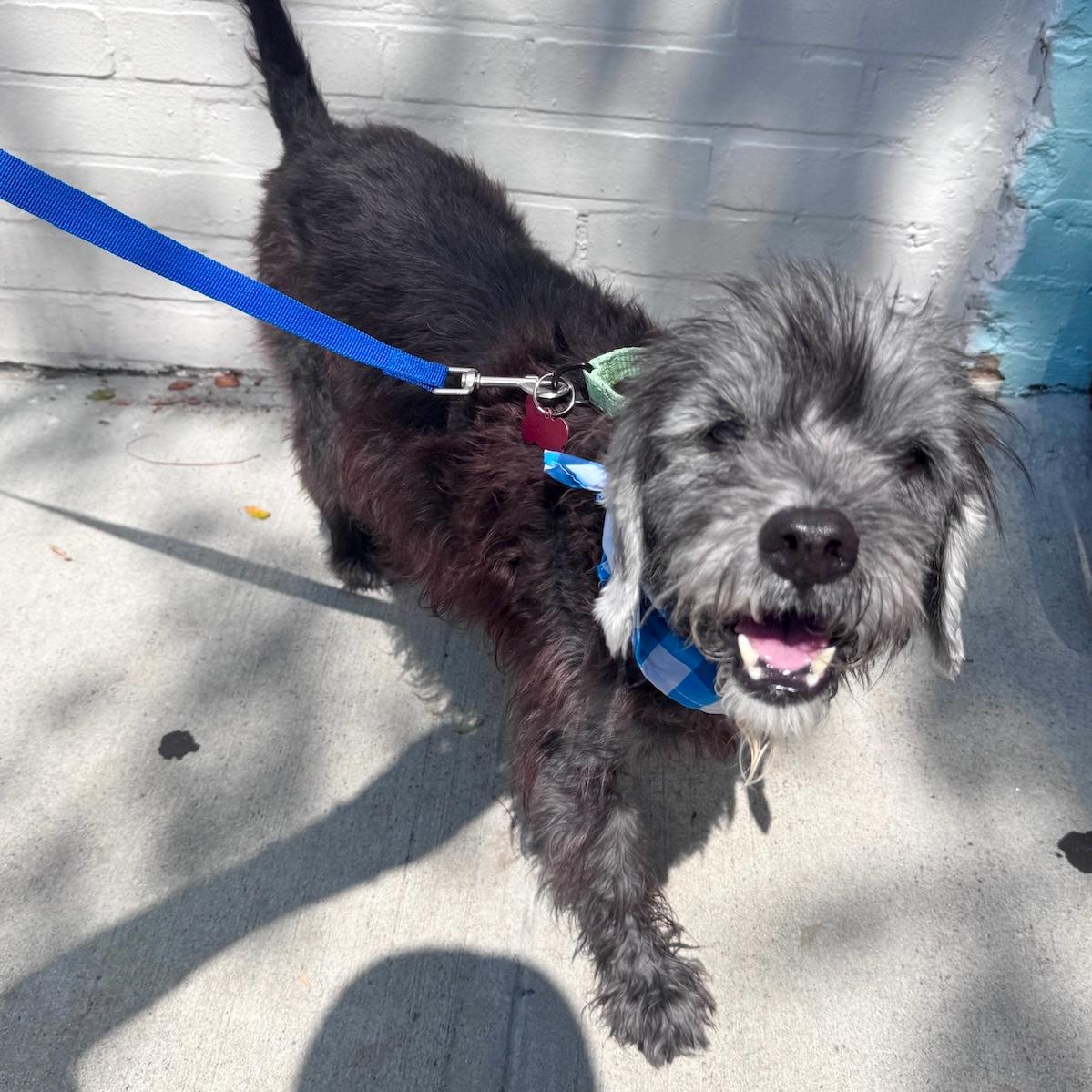 Bruce, a Adoptable Miniature Schnauzer in Brooklyn, NY image 4/6
