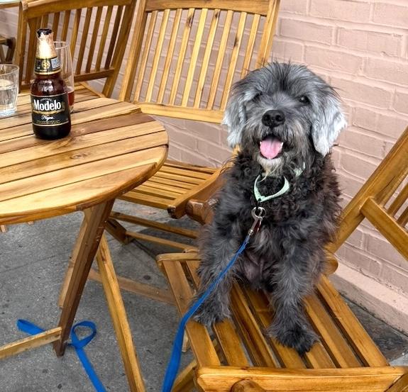 Bruce, a Adoptable Miniature Schnauzer in Brooklyn, NY image 5/6