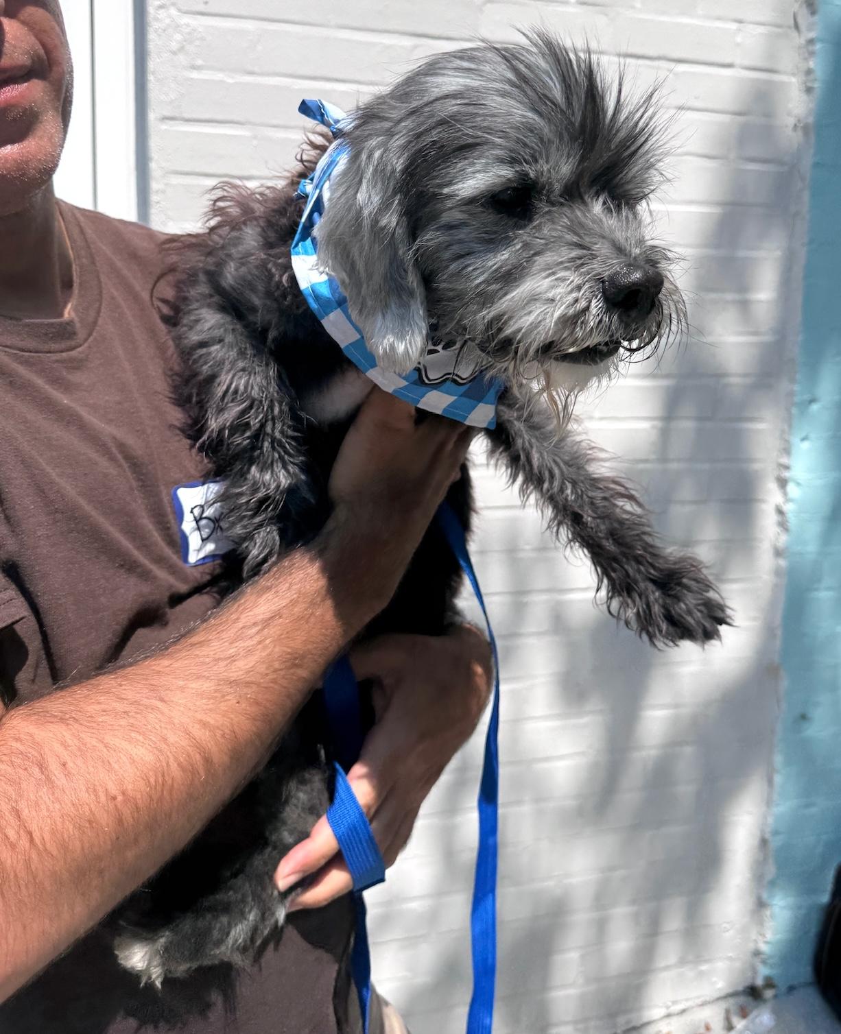 Bruce, a Adoptable Miniature Schnauzer in Brooklyn, NY image 6/6