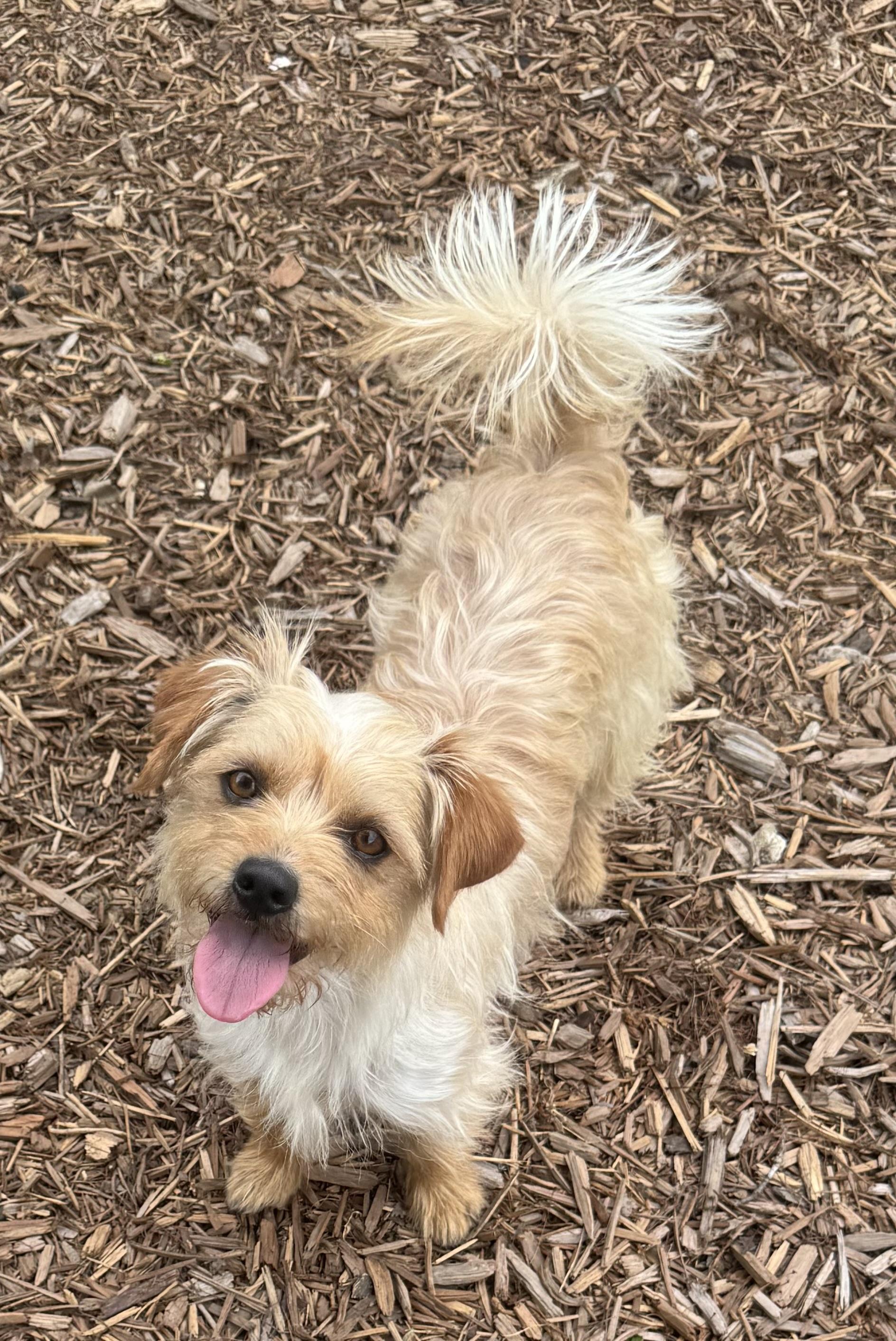 Honey, a ADOPTABLE mixed breed in Monroe, NC image 1/2