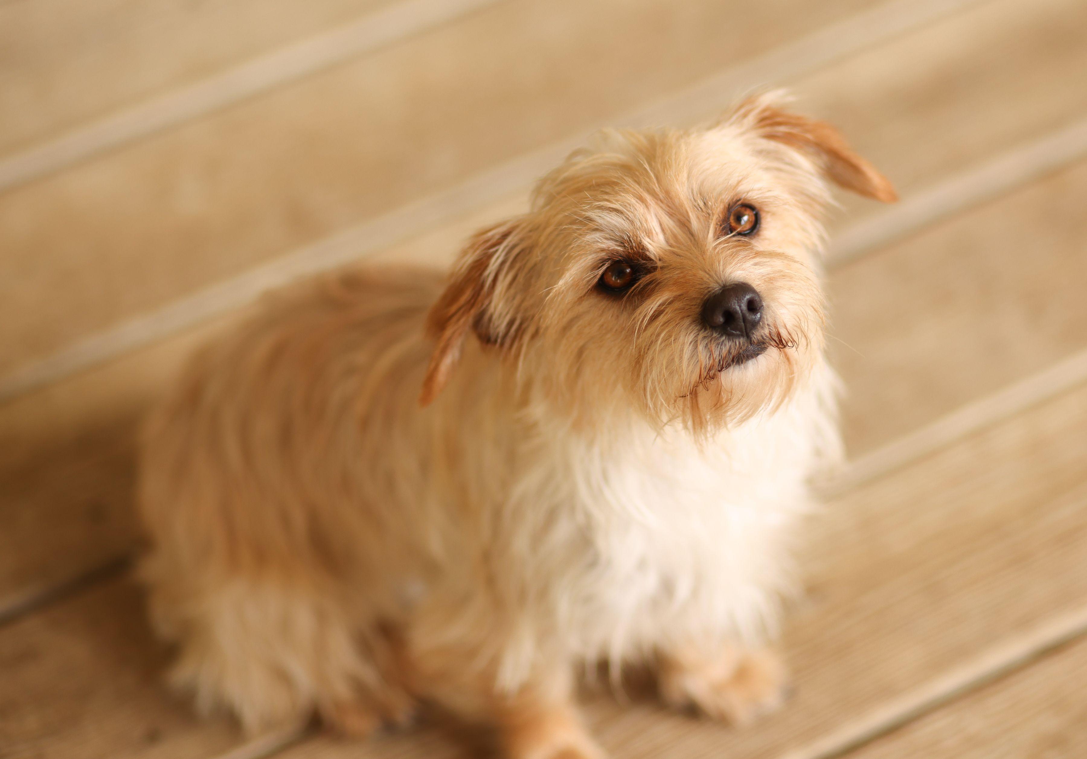 Honey, a ADOPTABLE mixed breed in Monroe, NC image 2/2