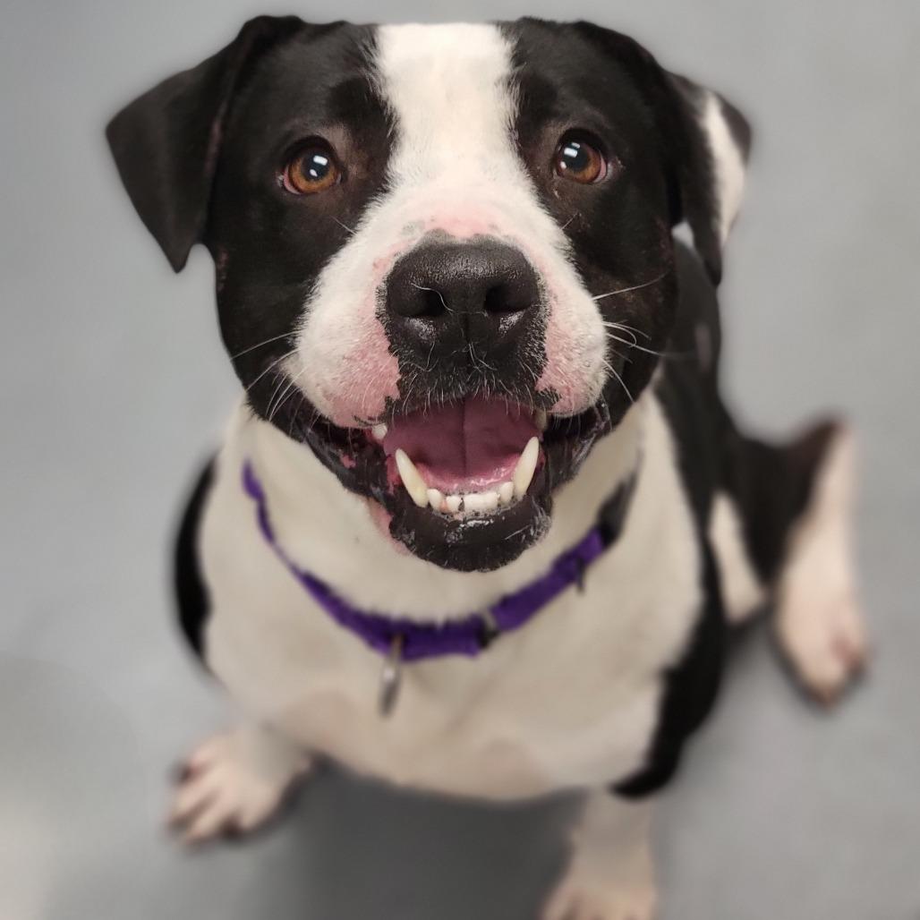 Enlarge Maci, a Adoptable Mixed Breed in Sarasota, FL image 1/6