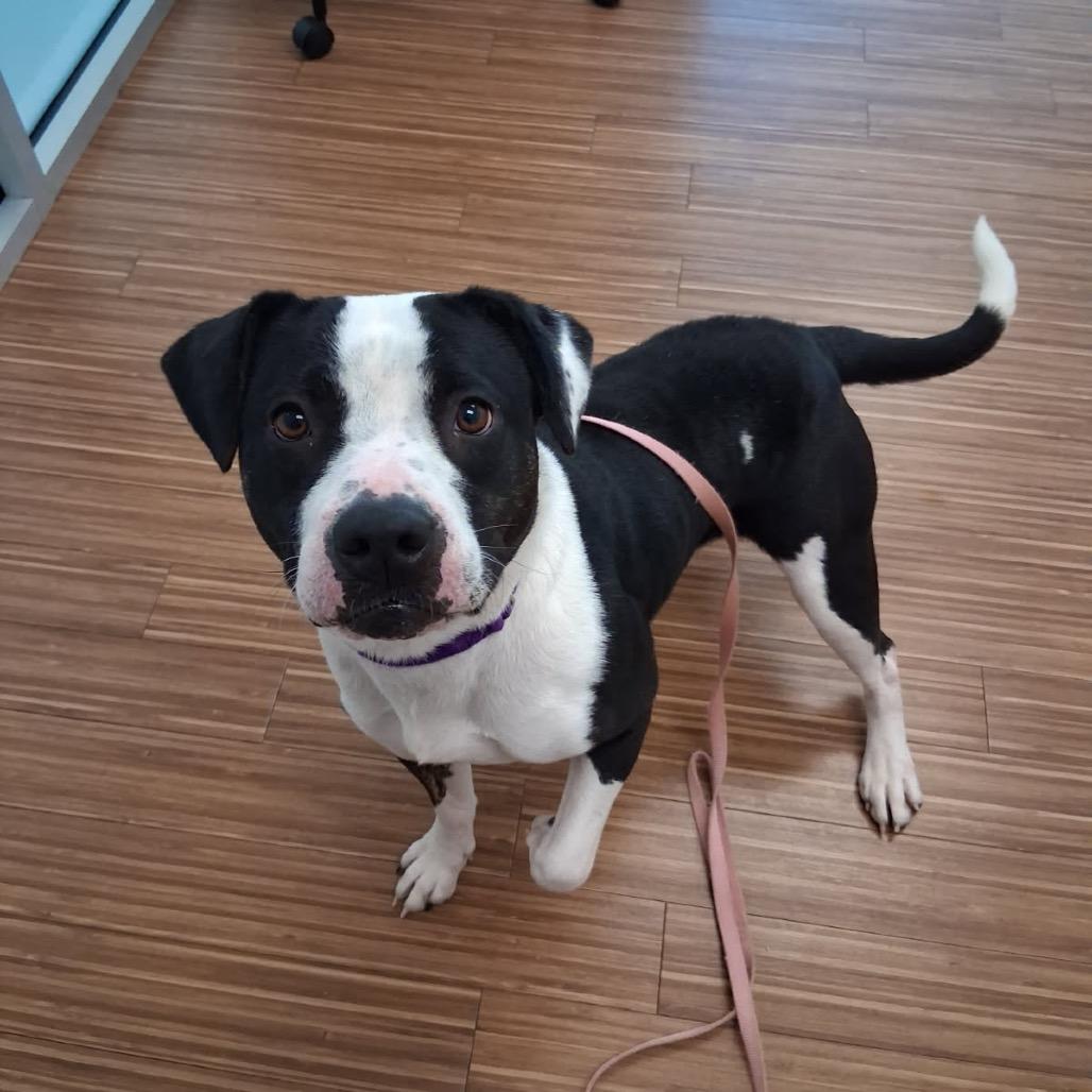 Enlarge Maci, a Adoptable Mixed Breed in Sarasota, FL image 2/6