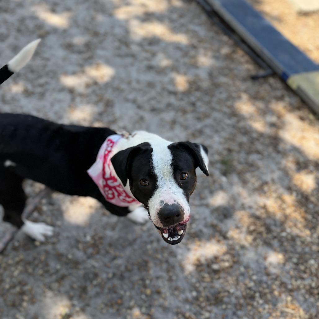 Enlarge Maci, a Adoptable Mixed Breed in Sarasota, FL image 3/6