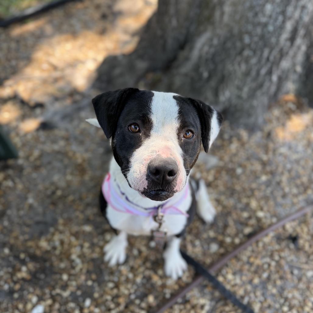 Enlarge Maci, a Adoptable Mixed Breed in Sarasota, FL image 4/6