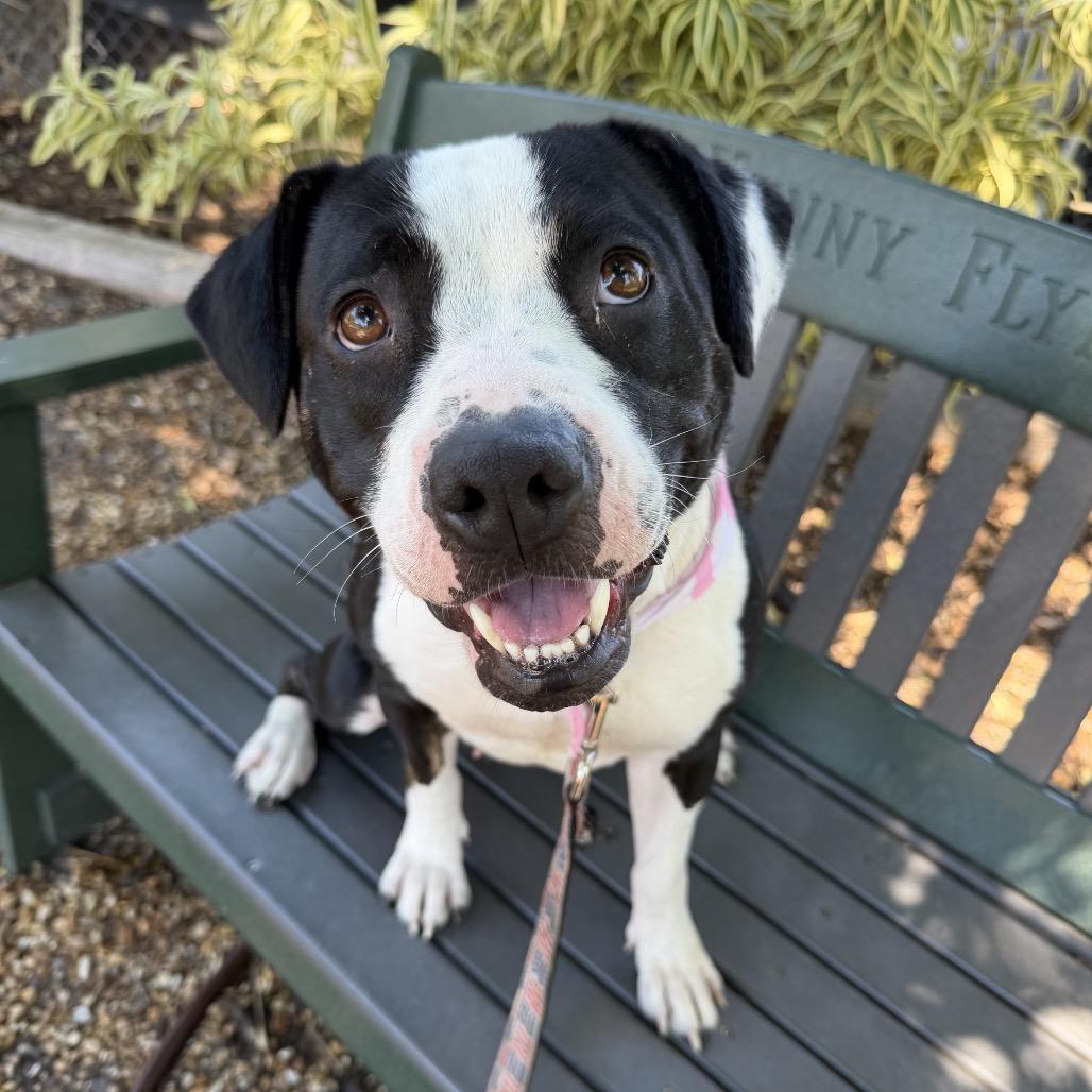 Enlarge Maci, a Adoptable Mixed Breed in Sarasota, FL image 5/6