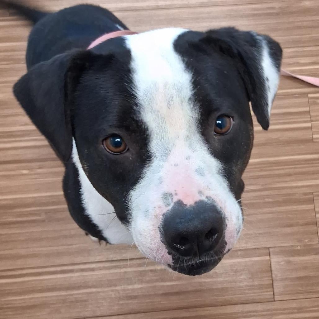 Enlarge Maci, a Adoptable Mixed Breed in Sarasota, FL image 6/6