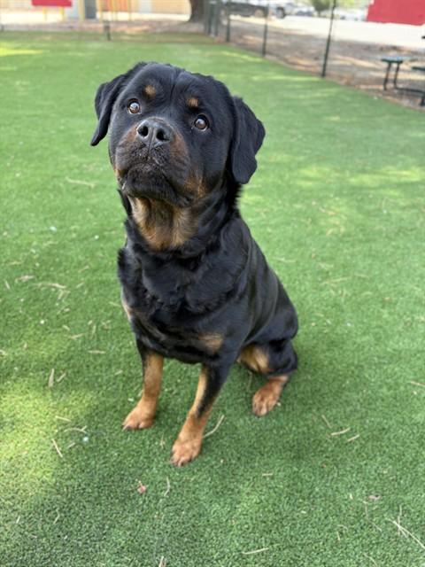 ICCIES, Adoptable, Adult Female Rottweiler.