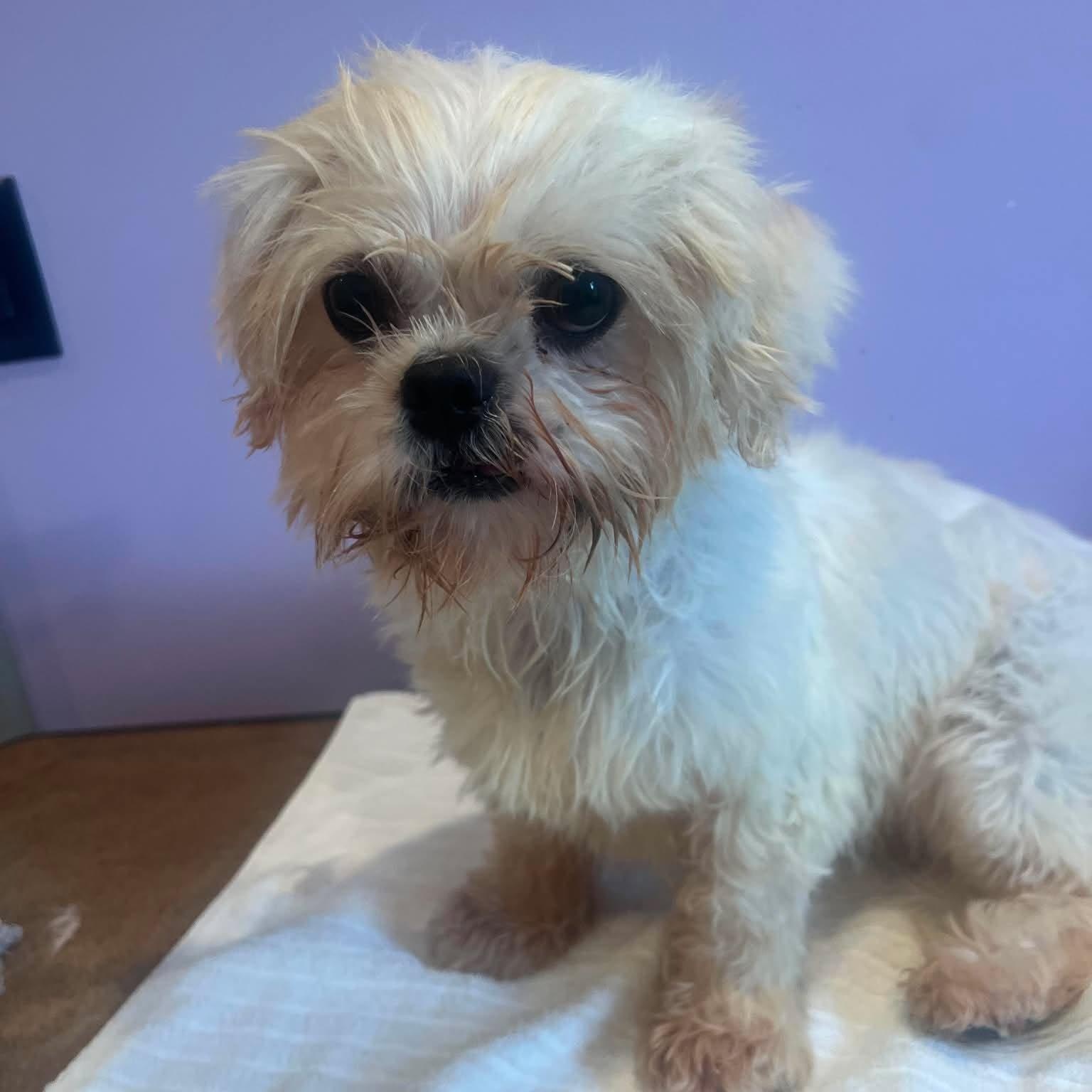 COTTON, adopted, Adult Female Shih Tzu.