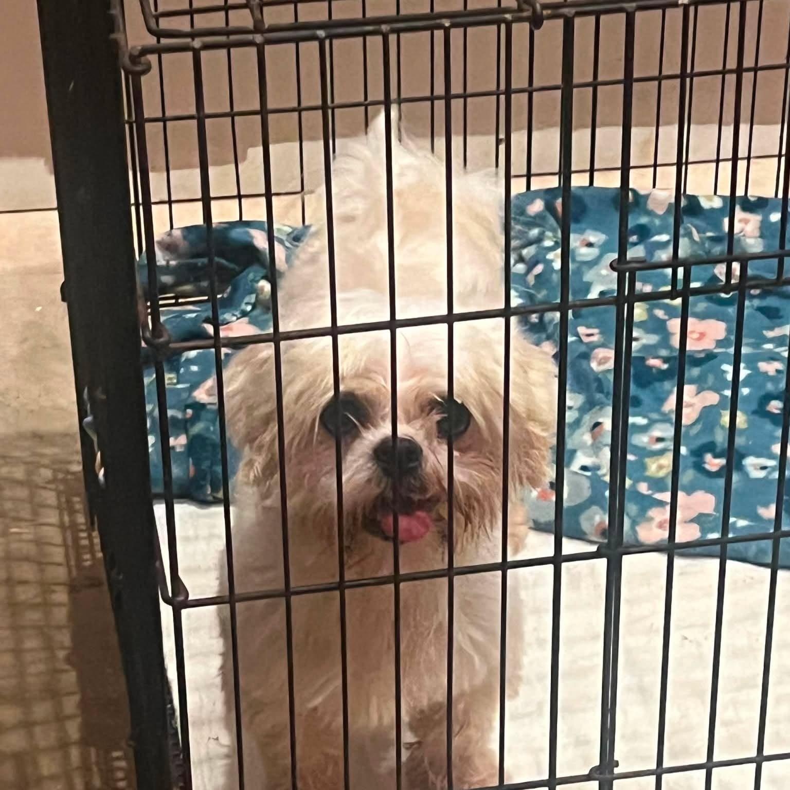 Enlarge COTTON, an adopted Shih Tzu in Harlem, GA image 2/2