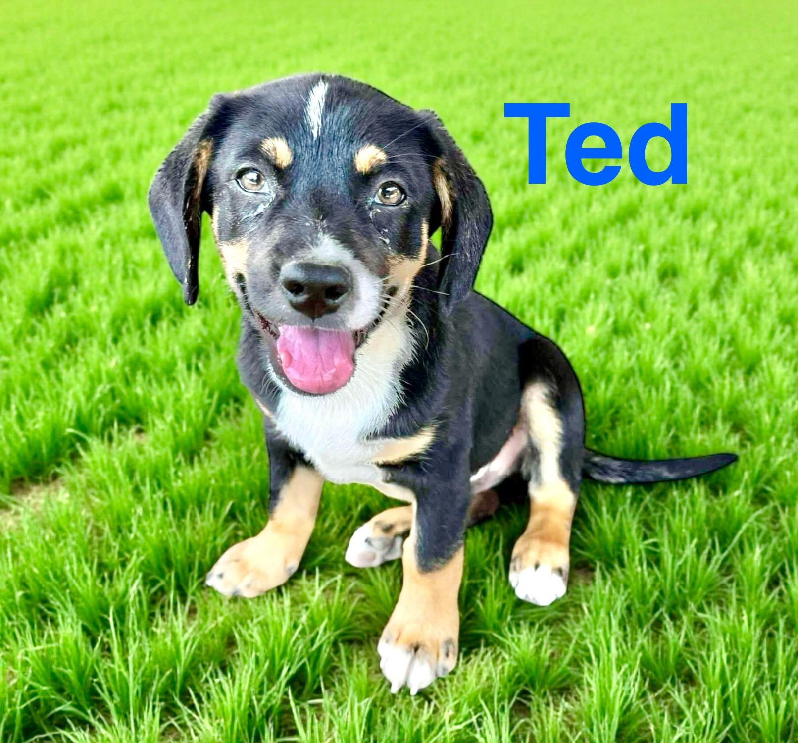 Ted