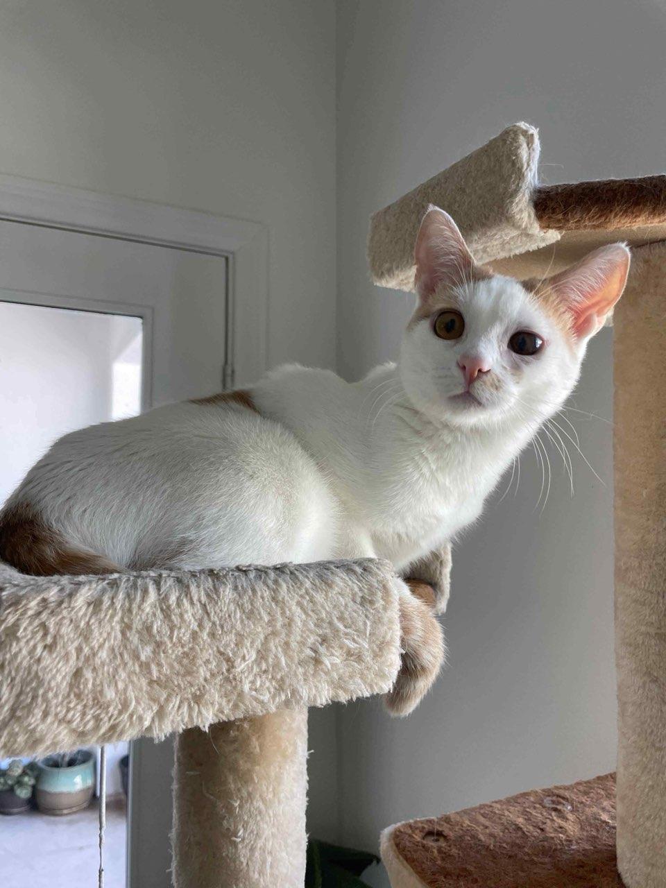 Pieter, Adoptable, Young Male Domestic Short Hair.