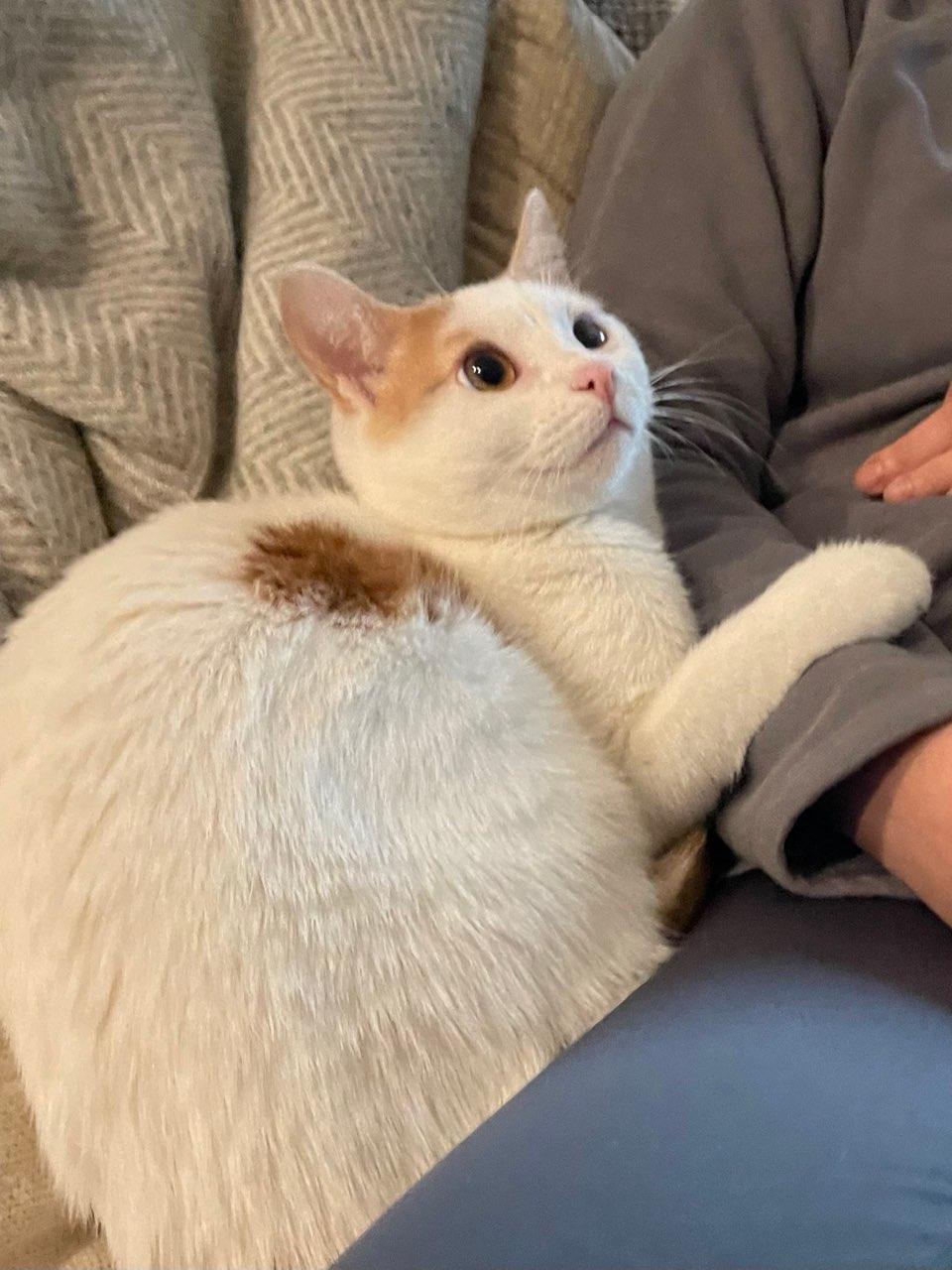 Pieter, a Adoptable mixed breed in Santa Monica, CA image 5/6