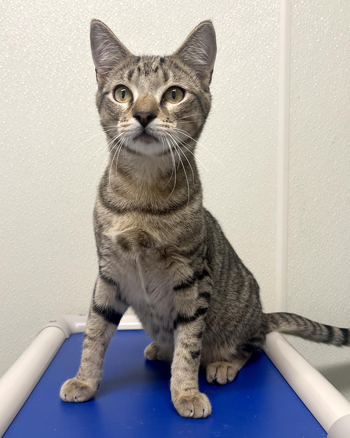 Bullseye, Adoptable, Young Male Domestic Short Hair.