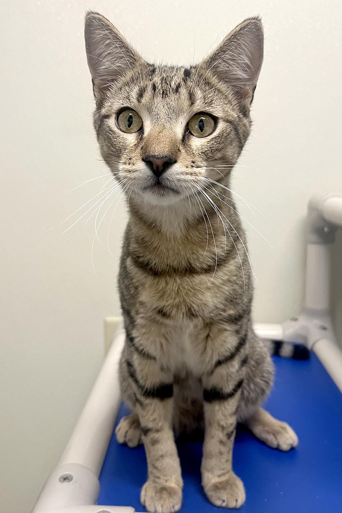 Enlarge Bullseye, a Adoptable mixed breed in Cashiers, NC image 2/6