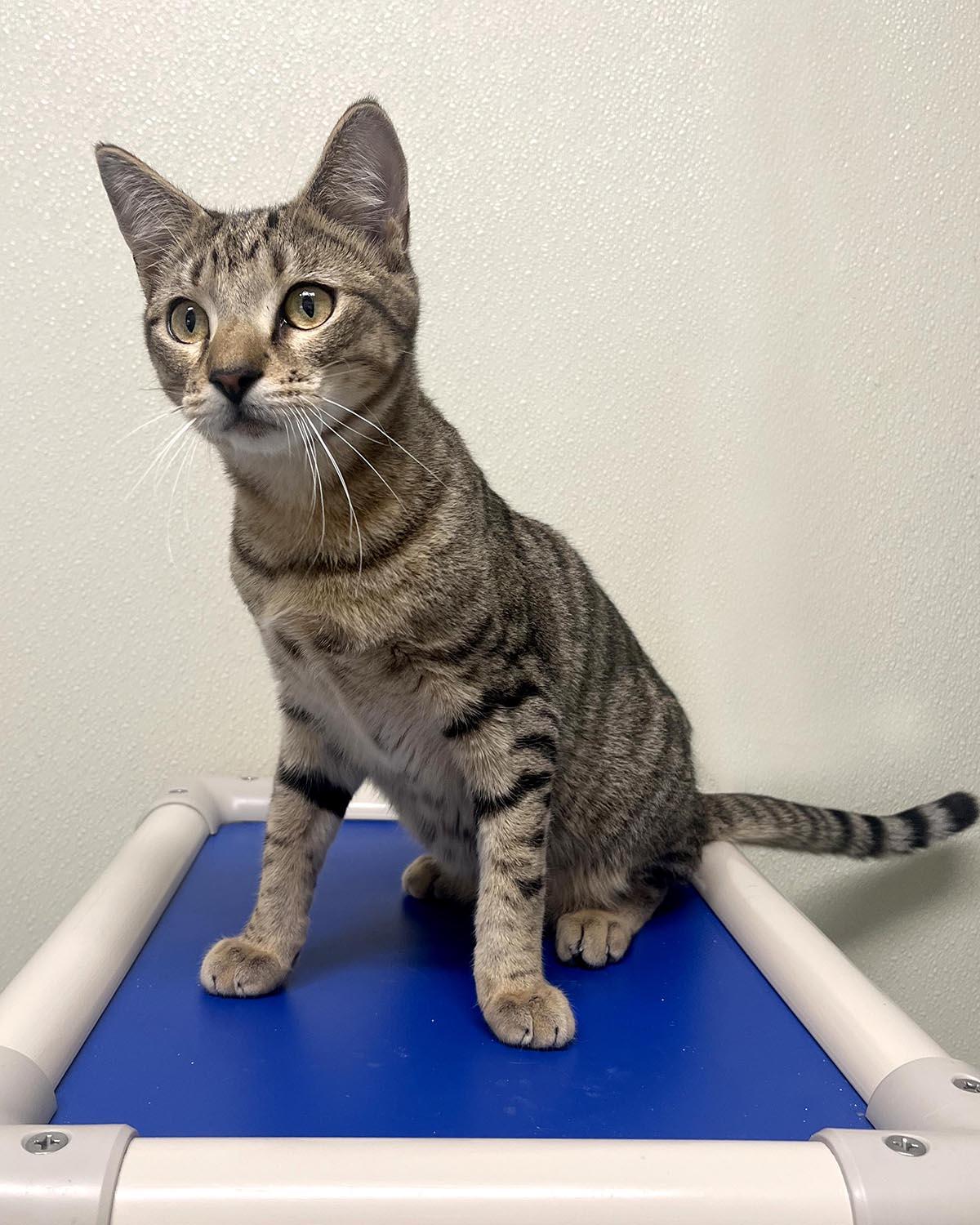 Enlarge Bullseye, a Adoptable mixed breed in Cashiers, NC image 3/6