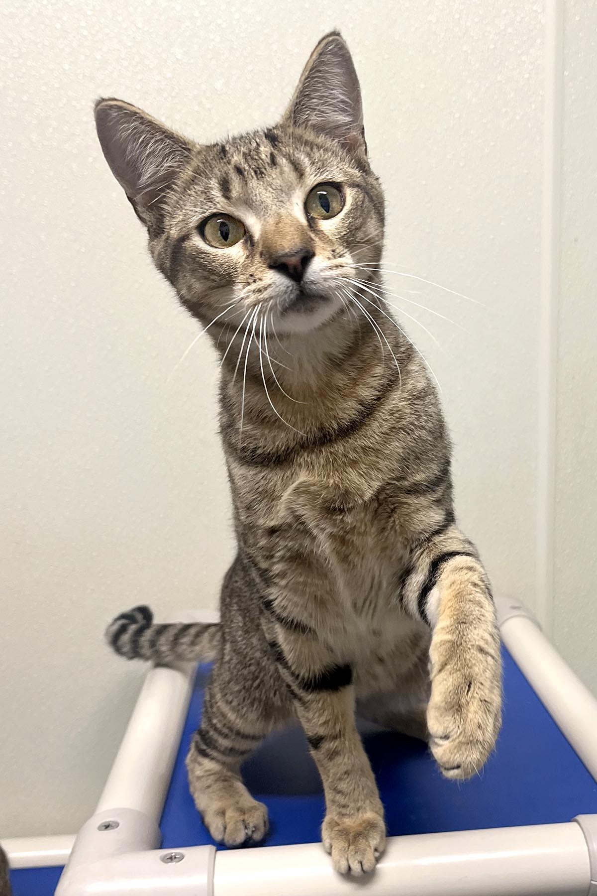 Enlarge Bullseye, a Adoptable mixed breed in Cashiers, NC image 5/6