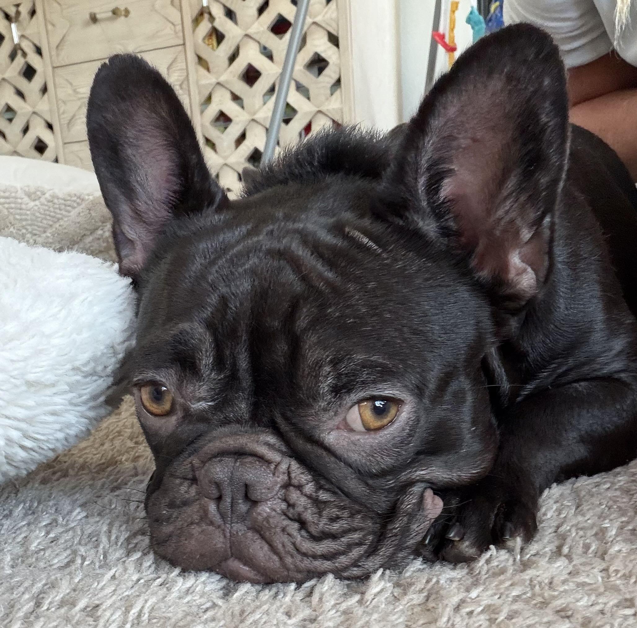 Butters, a Adoptable French Bulldog in Austin, TX image 1/4