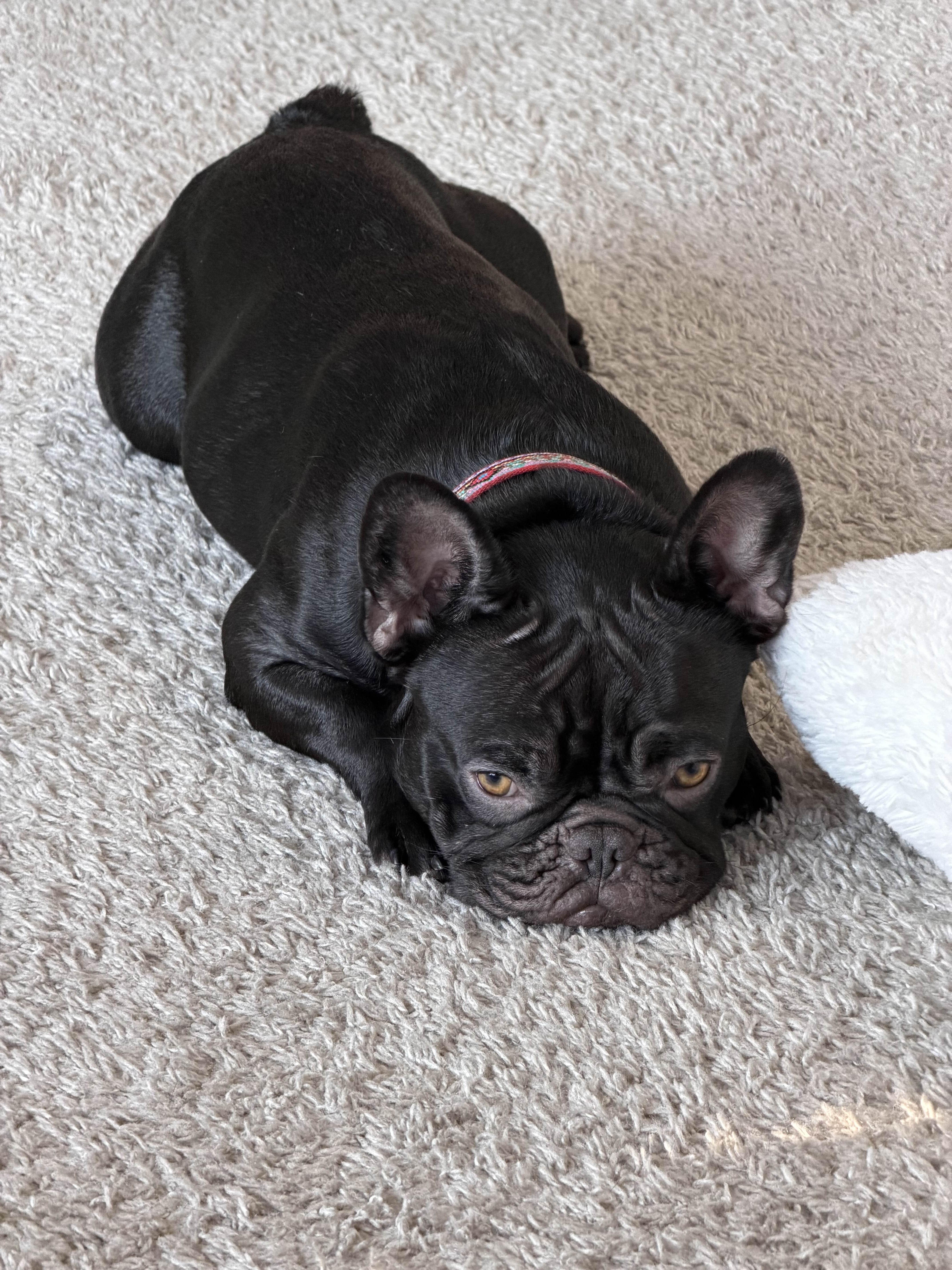 Butters, a Adoptable French Bulldog in Austin, TX image 2/4