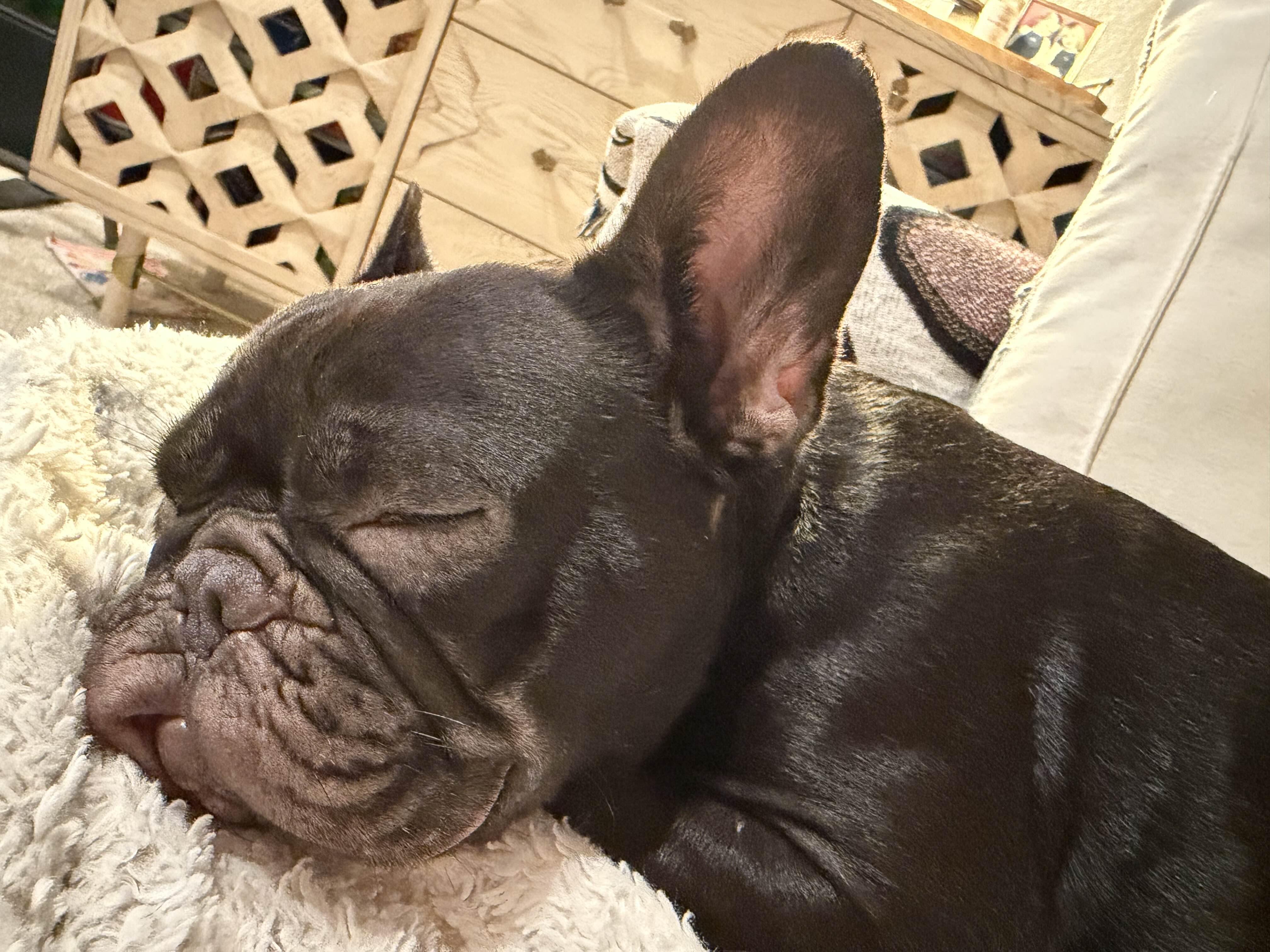 Butters, a Adoptable French Bulldog in Austin, TX image 3/4