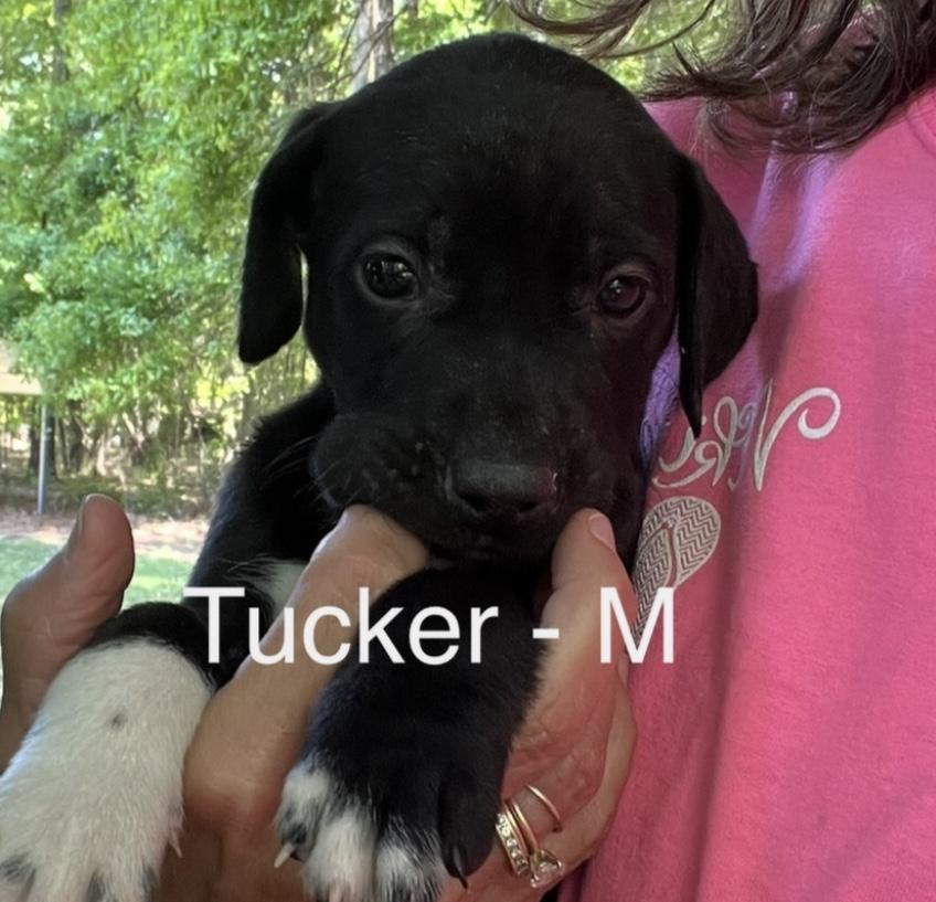 Enlarge Tucker, an adoptable mixed breed in Parma, OH image 1/1