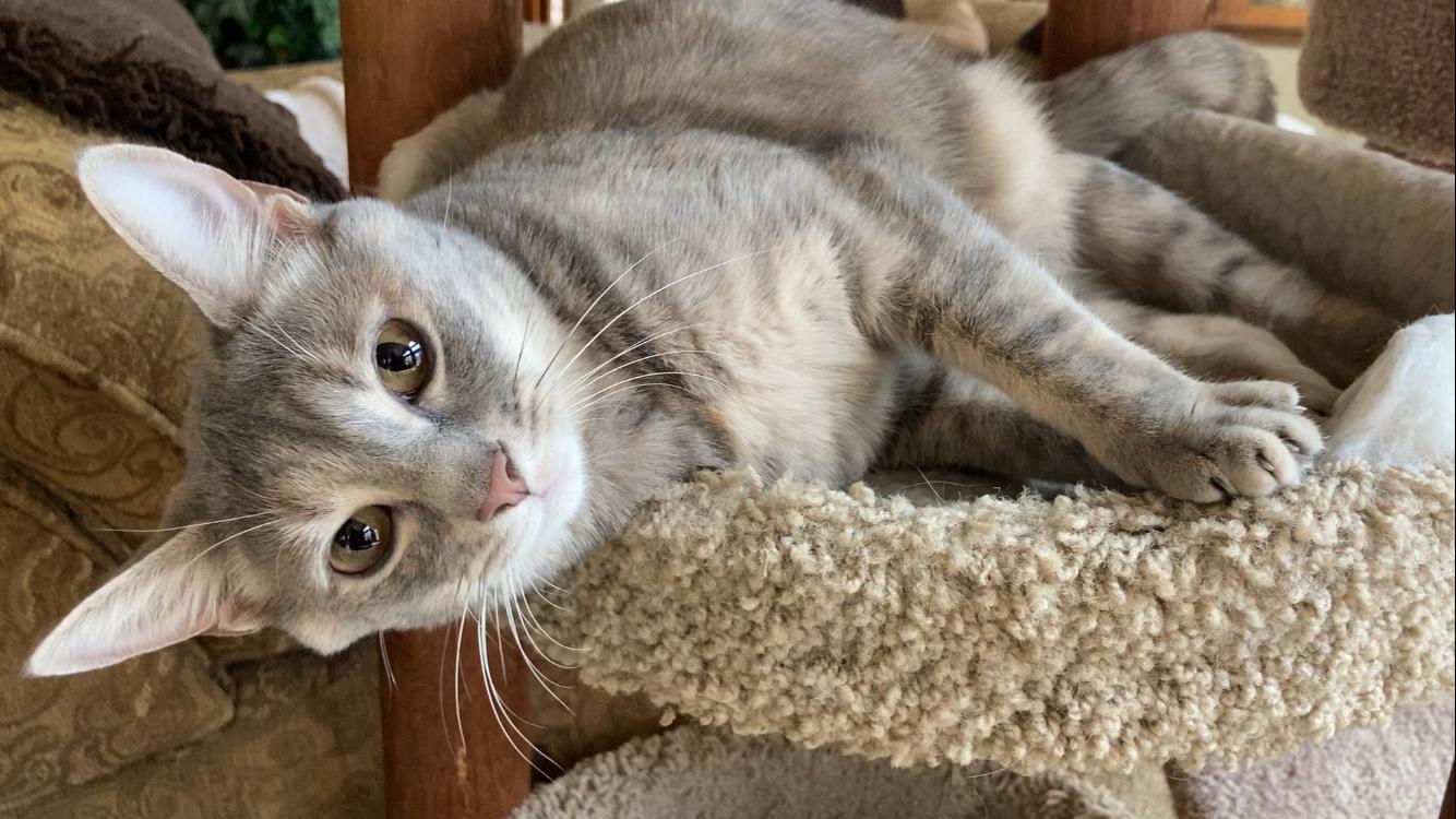 Gigi & Freddie, Adoptable, Adult Female Domestic Short Hair.