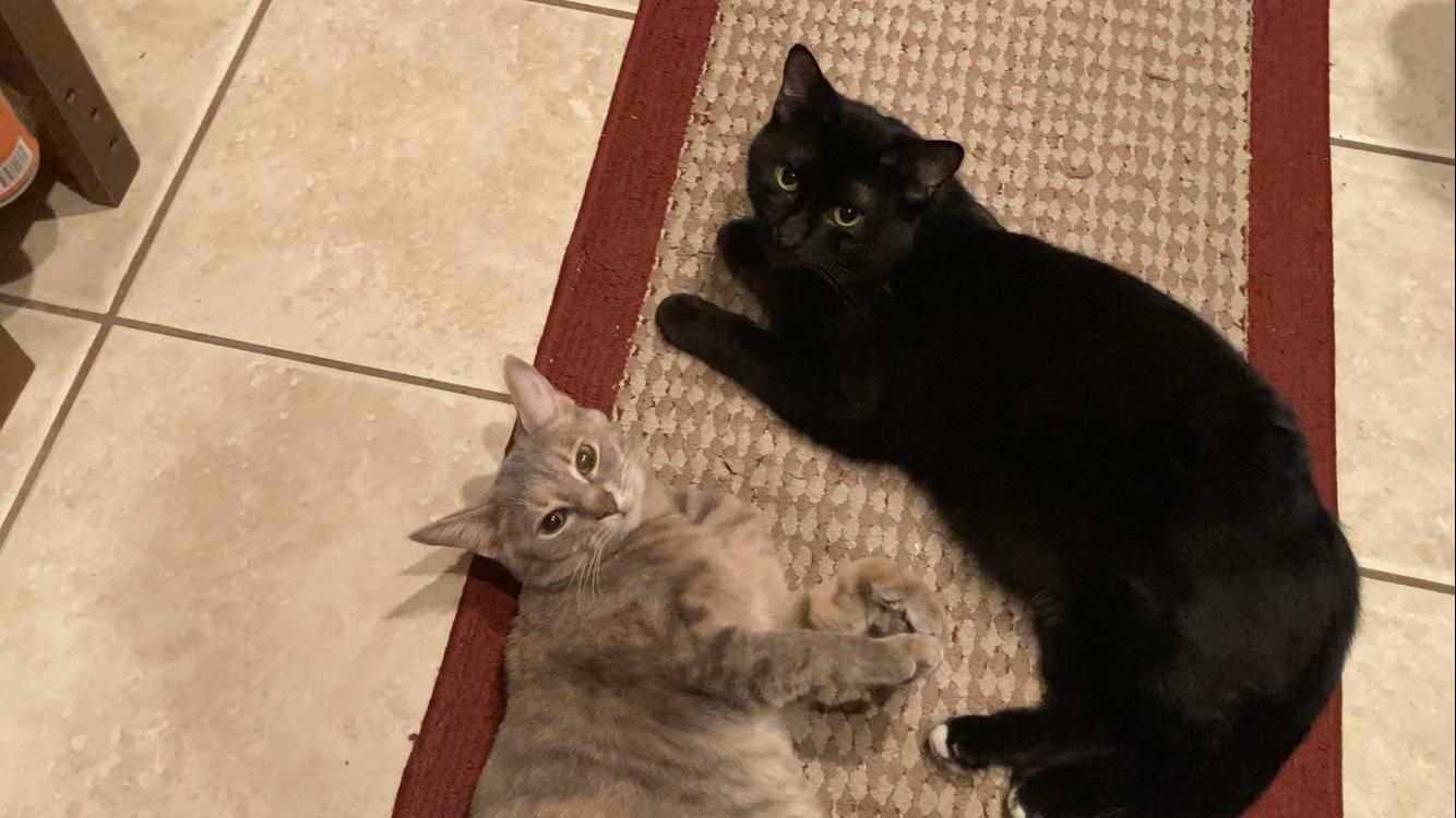 Enlarge Gigi & Freddie, a Adoptable Domestic Short Hair in Roachdale, IN image 2/3