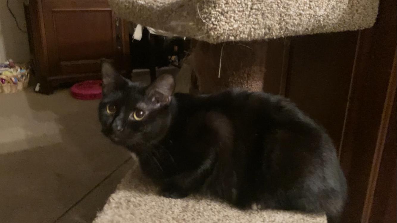 Enlarge Gigi & Freddie, a Adoptable Domestic Short Hair in Roachdale, IN image 3/3