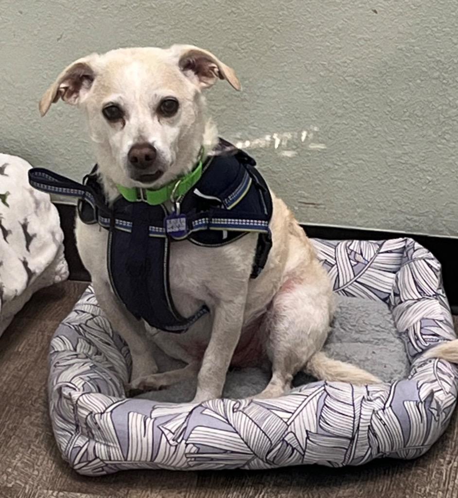 Woody, Adoptable, Adult Male Terrier & Chihuahua.