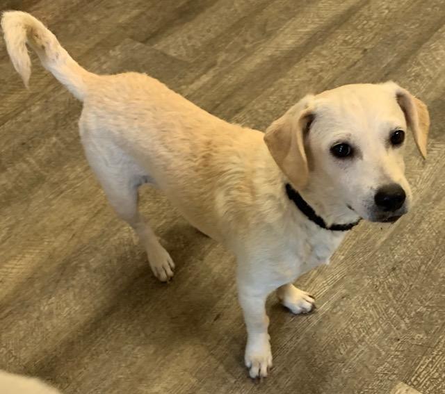 Woody, a Adoptable mixed breed in Lake Forest, CA image 2/5