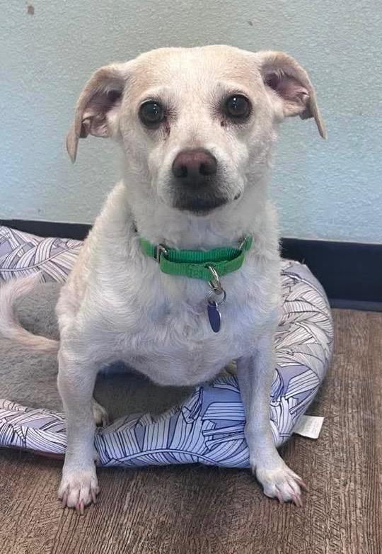 Woody, a Adoptable mixed breed in Lake Forest, CA image 3/5