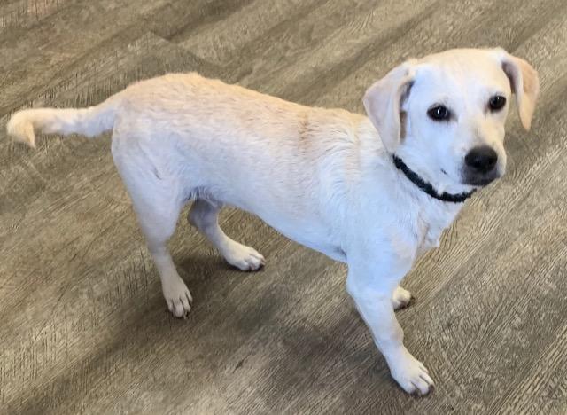 Woody, a Adoptable mixed breed in Lake Forest, CA image 4/5