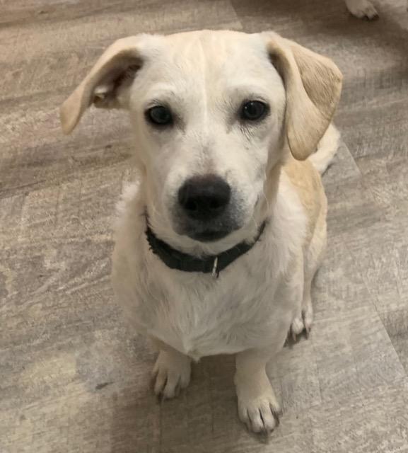 Woody, a Adoptable mixed breed in Lake Forest, CA image 5/5