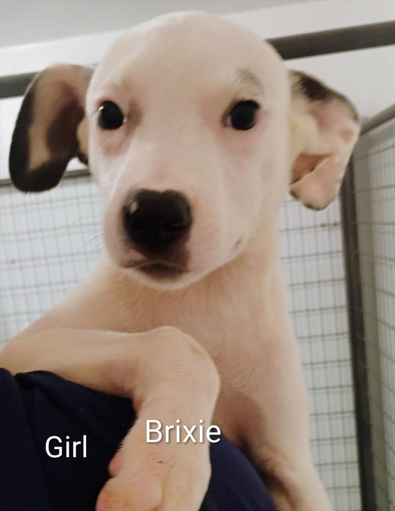 Brixie, Adoptable, Puppy Female Labrador Retriever & Collie.