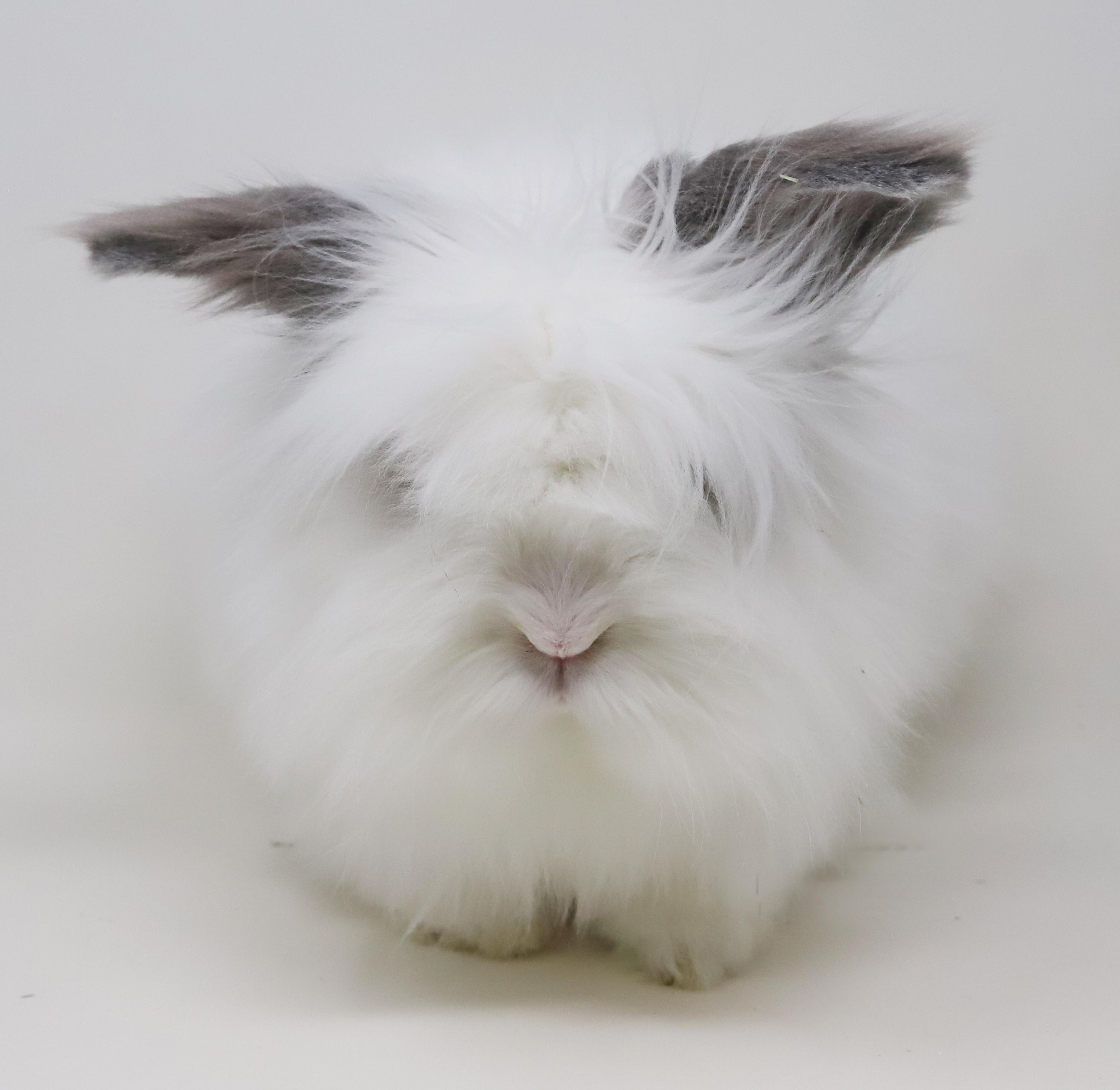 Enlarge Murphie is well... a mush!  Wow is this bunny the coolest!!  GORGEOUS ALERT TOO, a Adoptable mixed breed in Bedford Hills, NY image 6/6