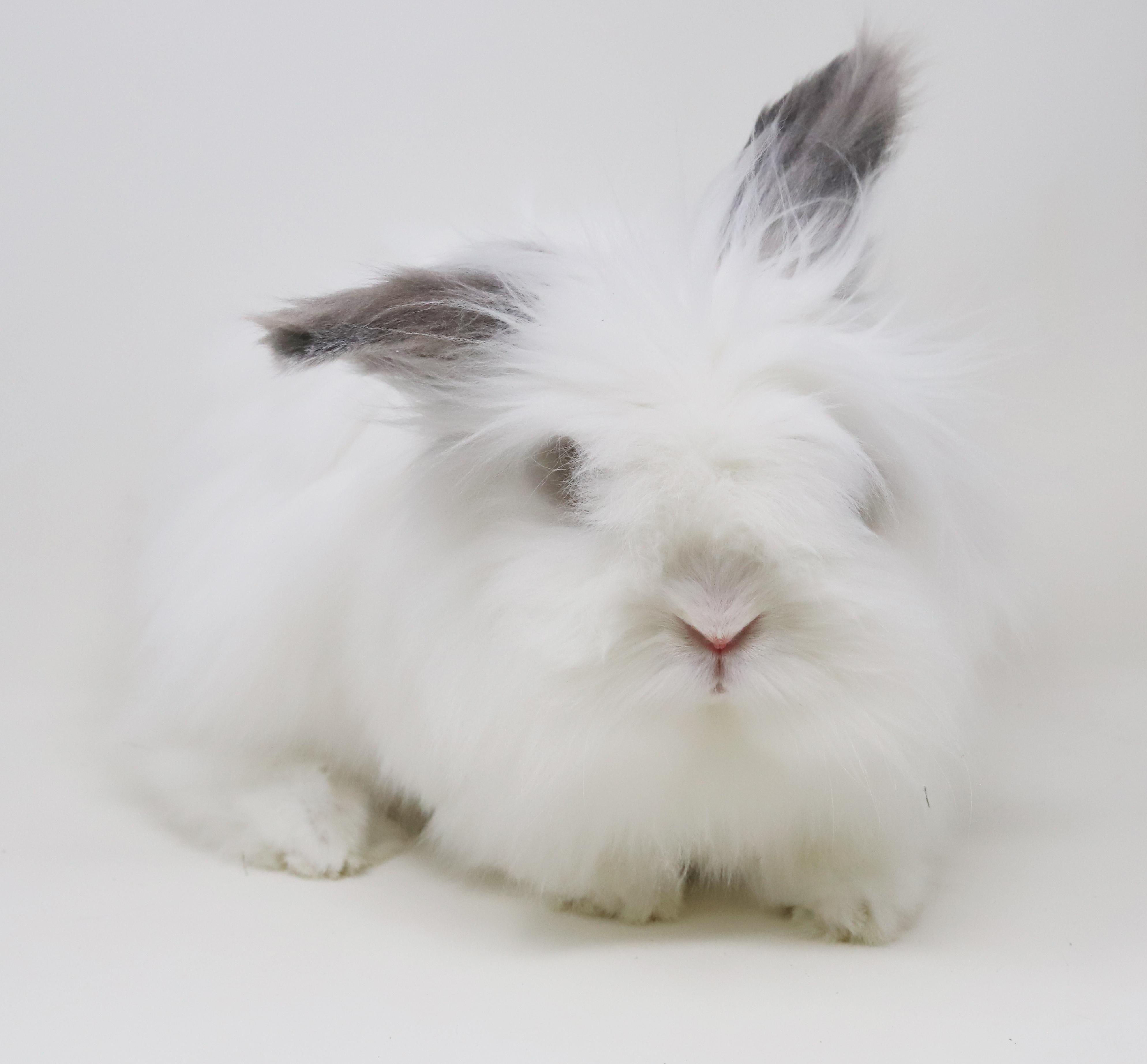 Enlarge Murphie is well... a mush!  Wow is this bunny the coolest!!  GORGEOUS ALERT TOO, a Adoptable mixed breed in Bedford Hills, NY image 4/6