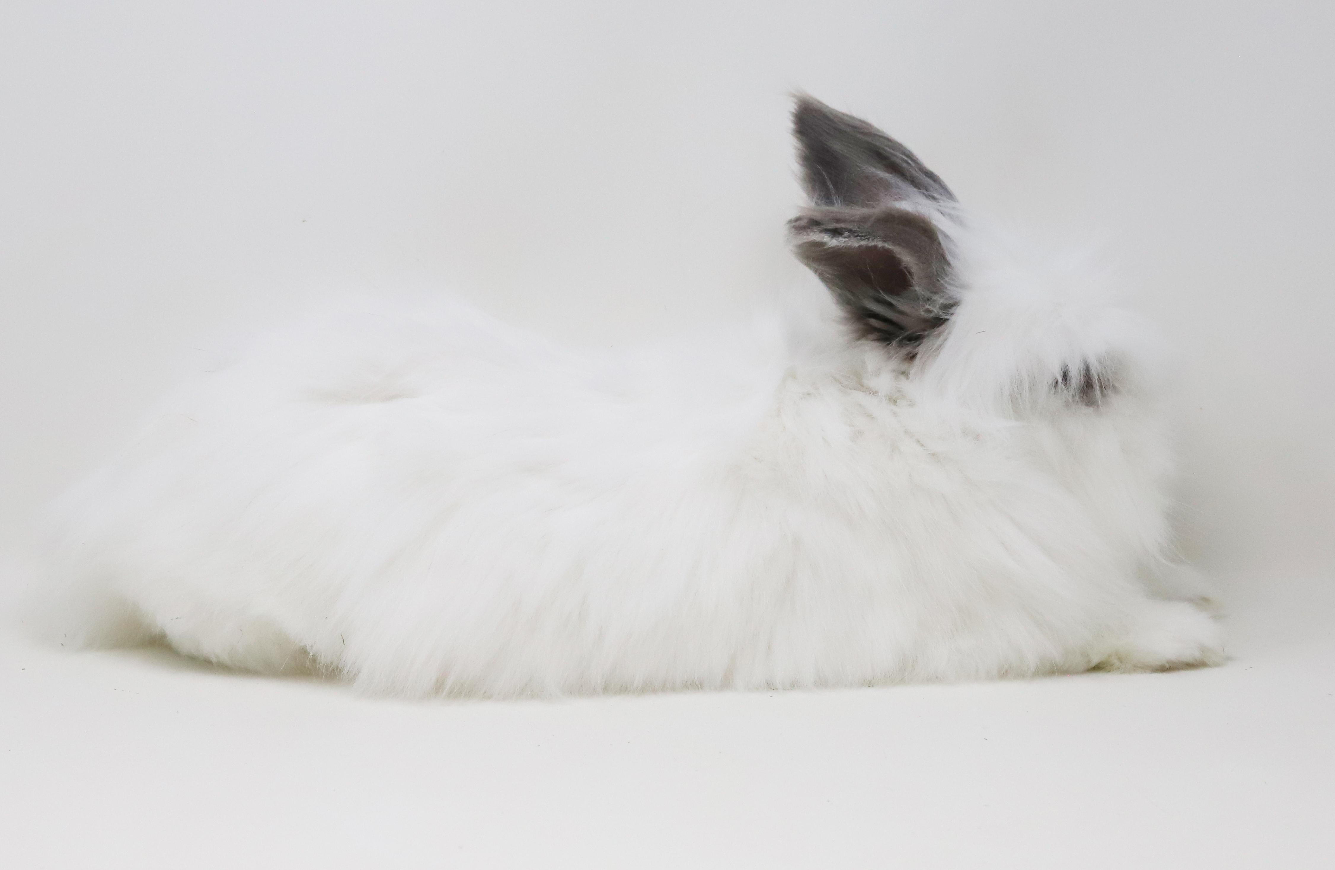 Enlarge Murphie is well... a mush!  Wow is this bunny the coolest!!  GORGEOUS ALERT TOO, a Adoptable mixed breed in Bedford Hills, NY image 5/6