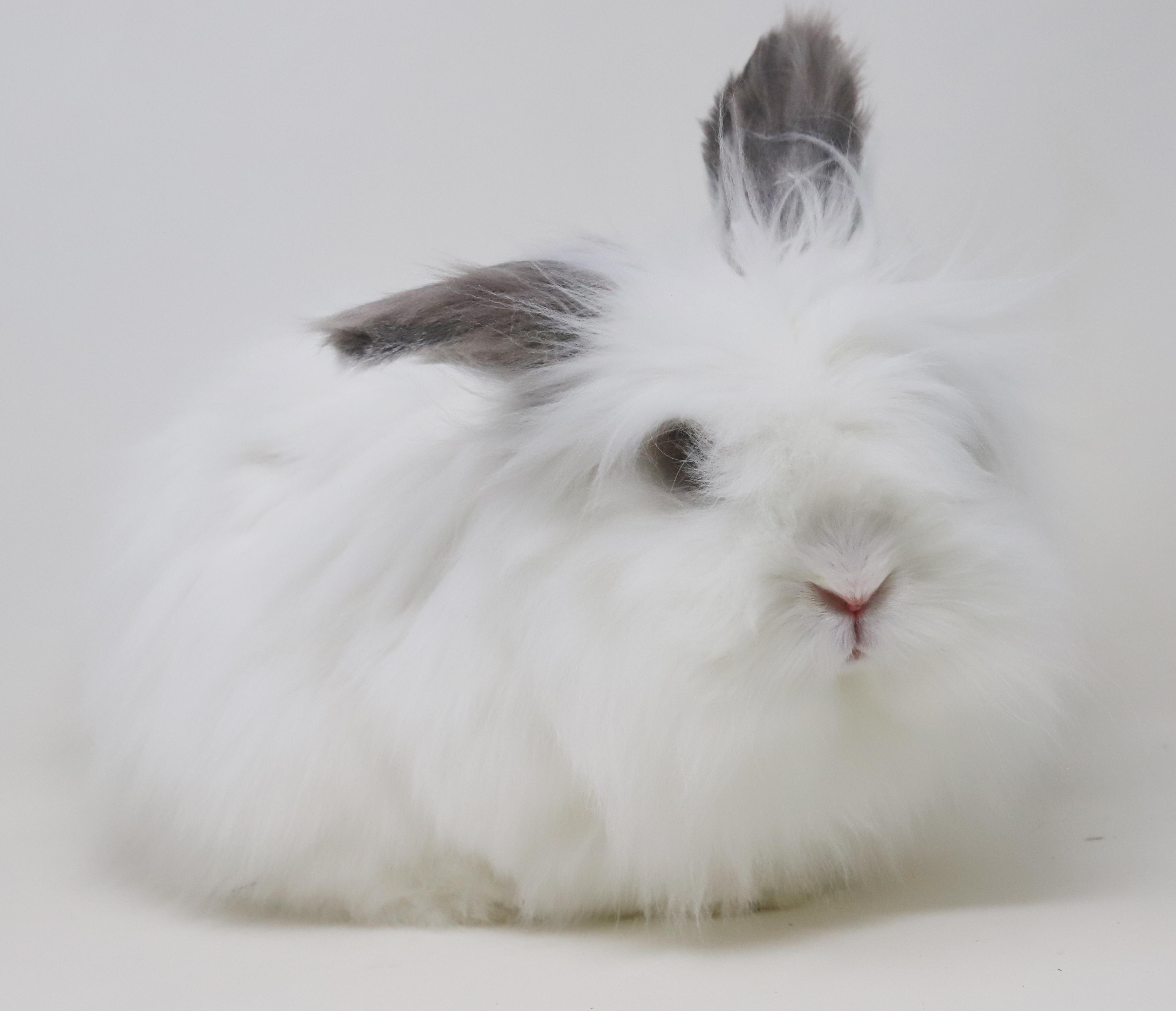 Enlarge Murphie is well... a mush!  Wow is this bunny the coolest!!  GORGEOUS ALERT TOO, a Adoptable mixed breed in Bedford Hills, NY image 2/6