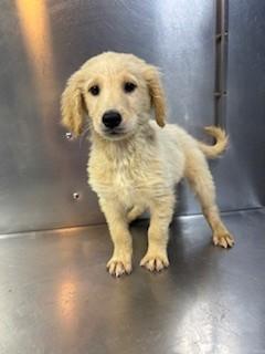 Finn, adopted, Puppy Male Goldendoodle.