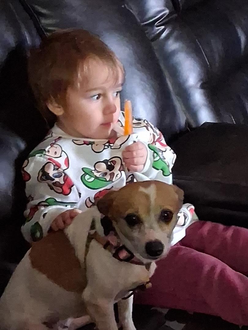 Lulu Chi, an adopted mixed breed in Medfield, MA image 2/4