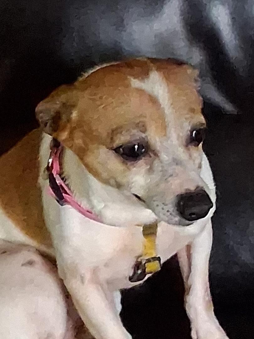 Lulu Chi, an adopted mixed breed in Medfield, MA image 3/4