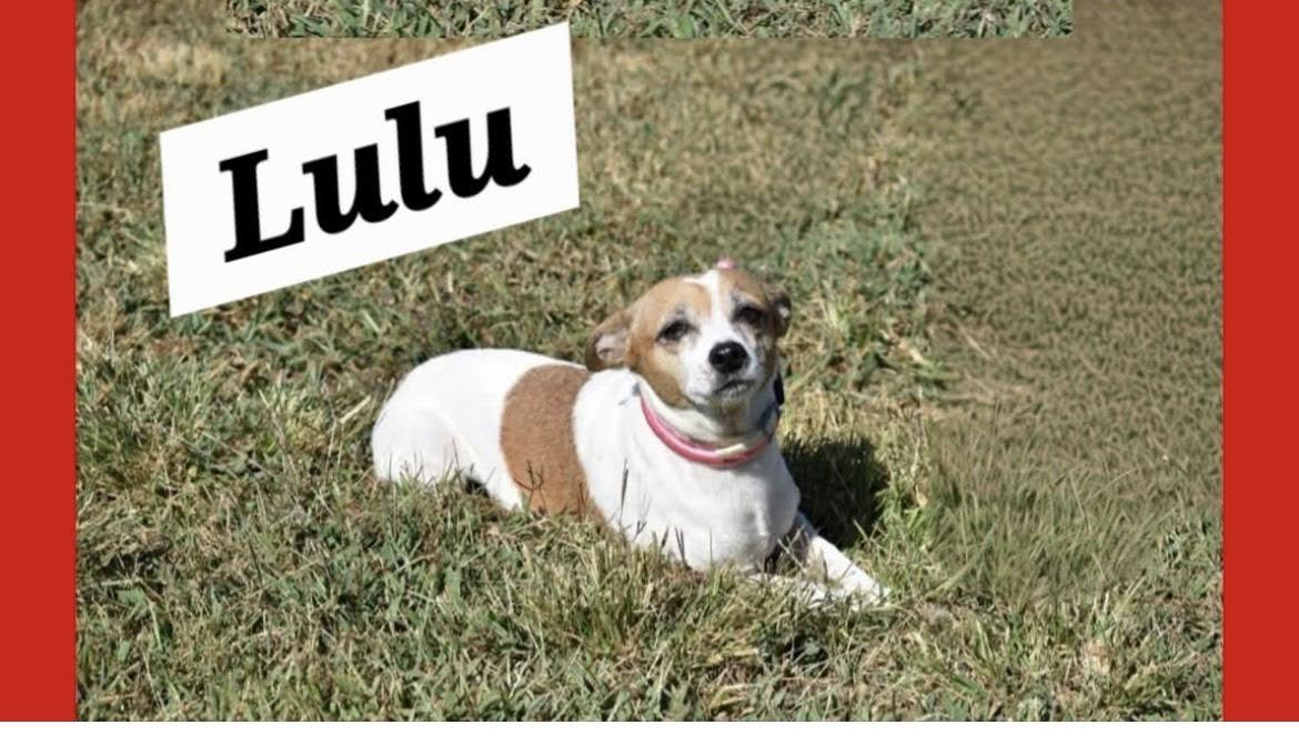 Lulu Chi
