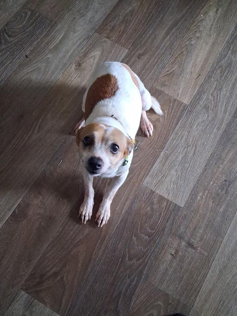 Lulu Chi, an adopted mixed breed in Medfield, MA image 4/4