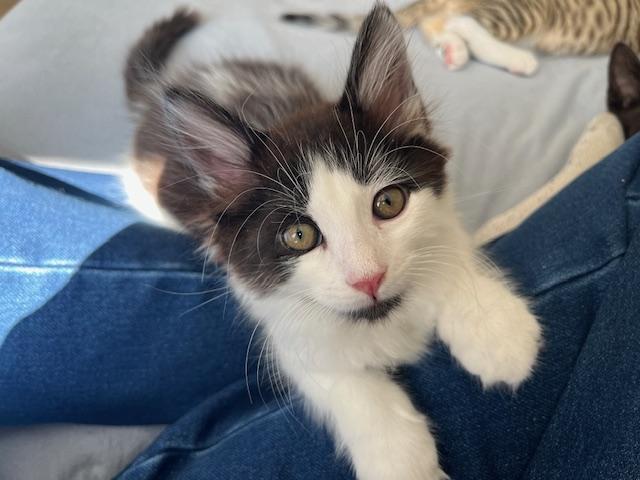 Enlarge Baby Chez, a ADOPTABLE Domestic Medium Hair in Eagle Point, OR image 2/5