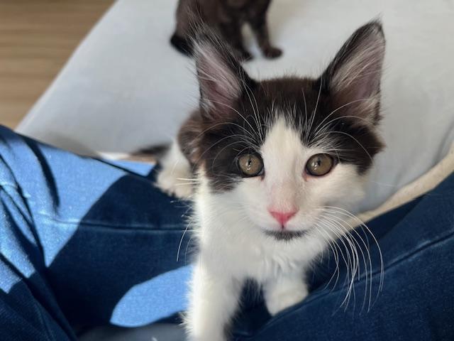 Enlarge Baby Chez, a ADOPTABLE Domestic Medium Hair in Eagle Point, OR image 4/5