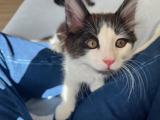 Enlarge Baby Chez, a ADOPTABLE Domestic Medium Hair in Eagle Point, OR image 3/5
