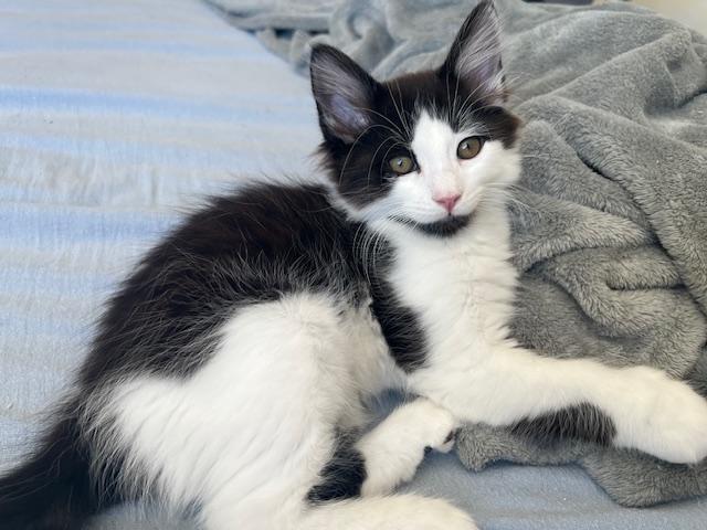 Baby Chez, ADOPTABLE, Kitten Male Domestic Medium Hair.