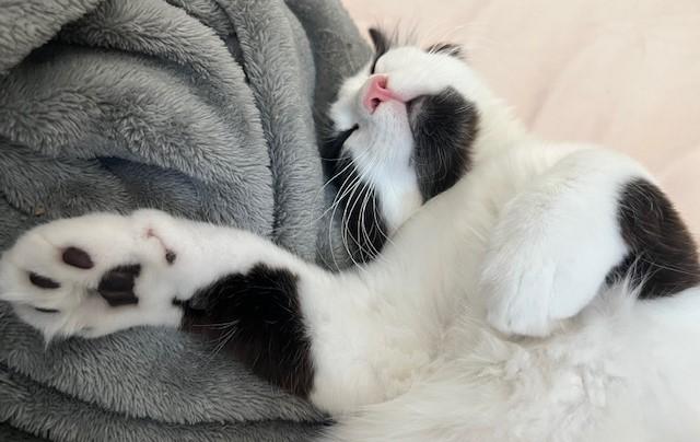 Enlarge Baby Chez, a ADOPTABLE Domestic Medium Hair in Eagle Point, OR image 5/5