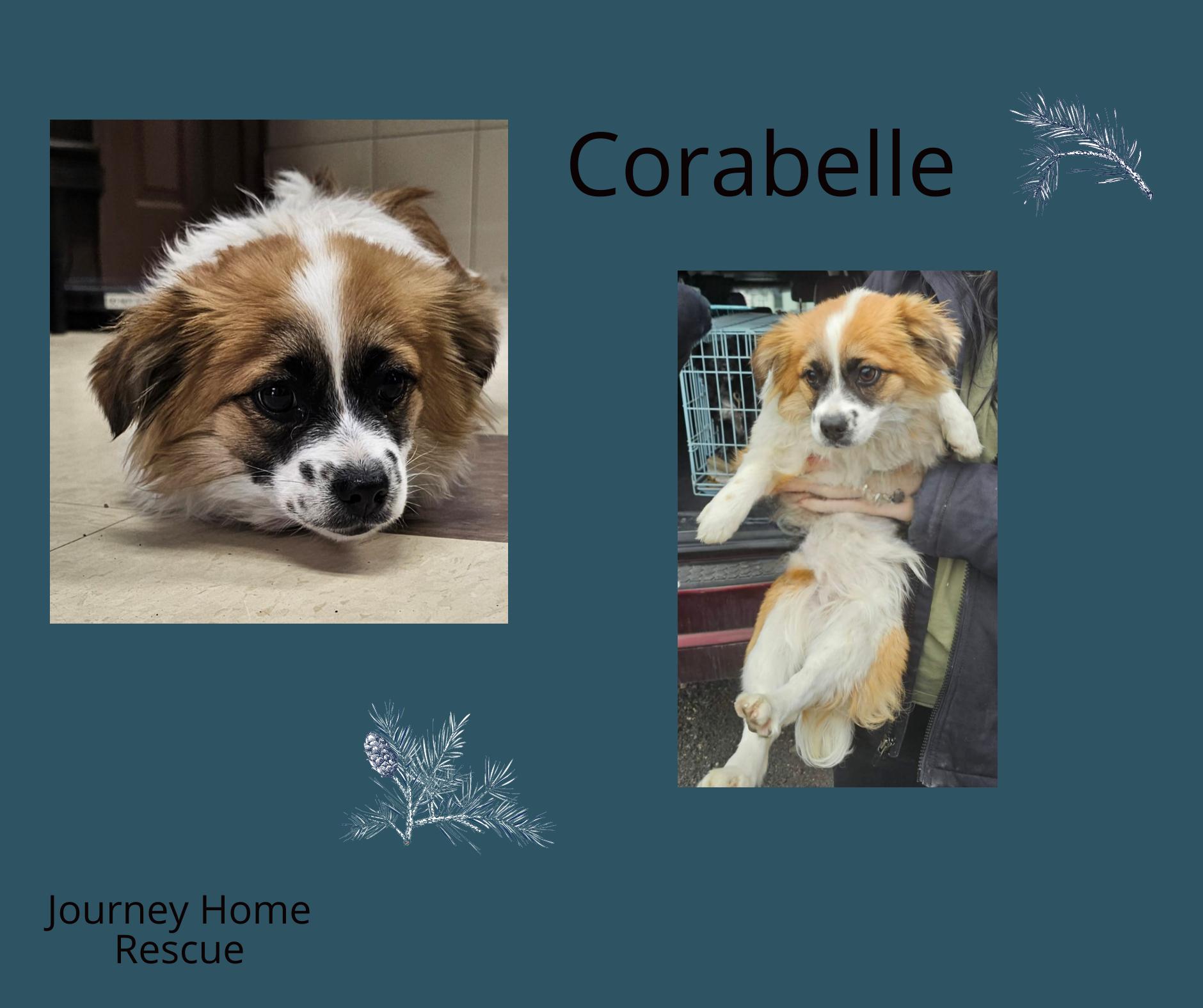 Corabelle, adopted, Young Female Spaniel & Corgi.